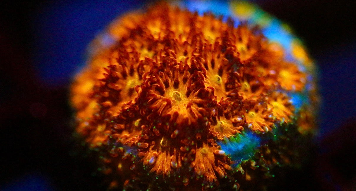 JF Spitfire Leptastrea