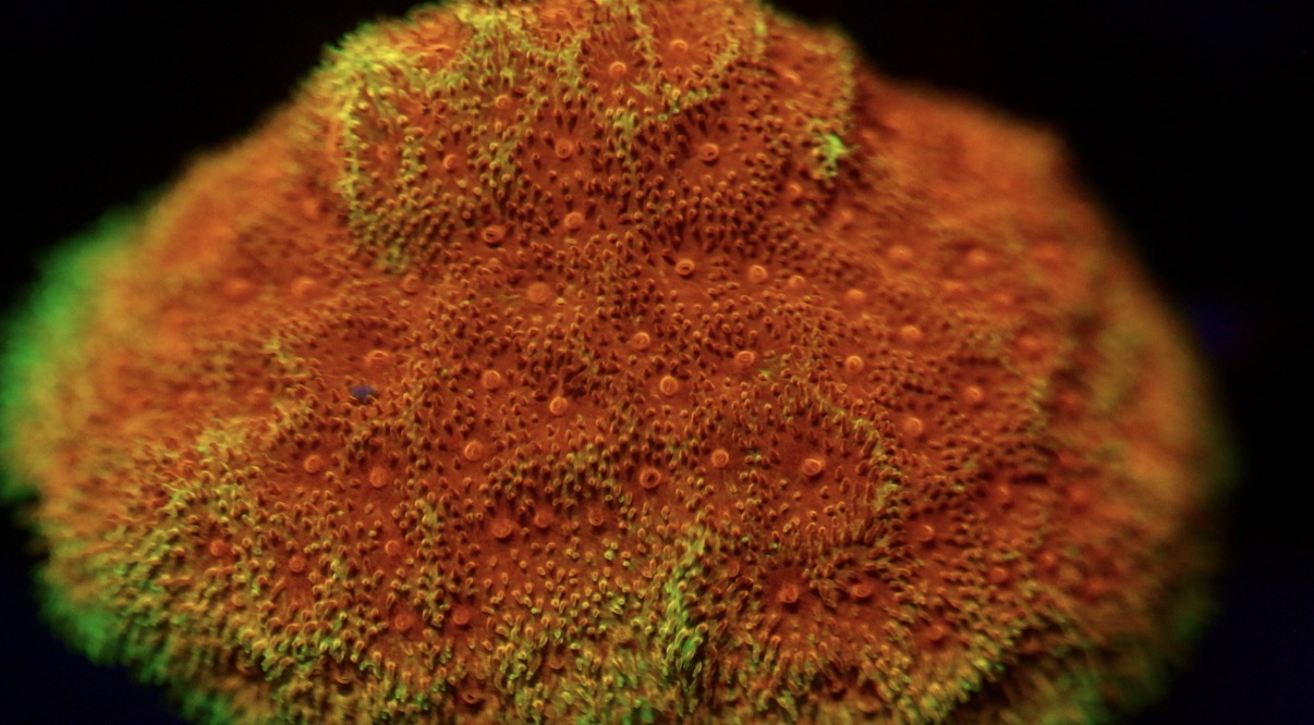 Watermelon Psammocora