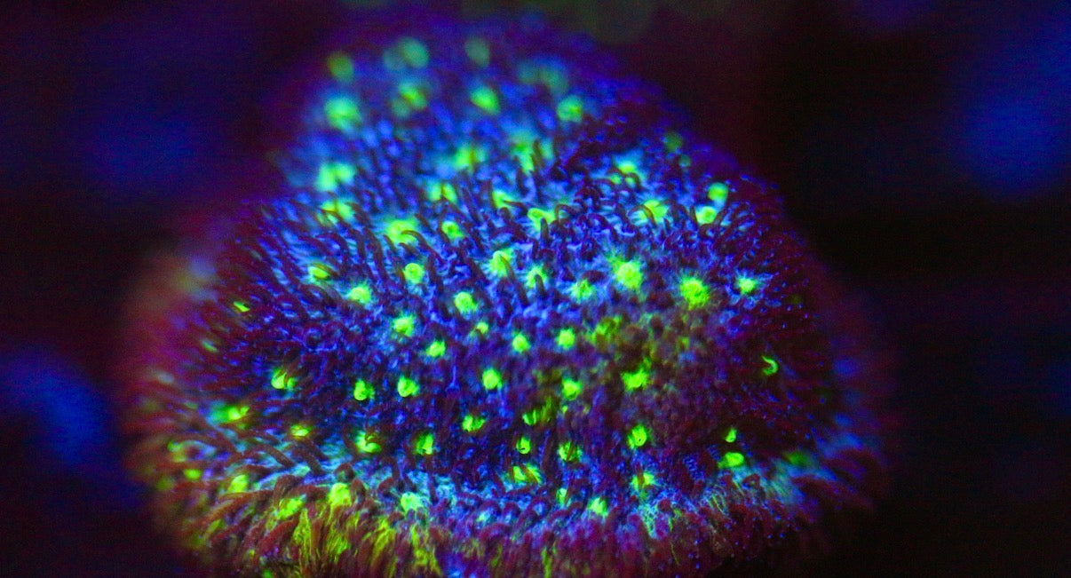 Starry Night Psammocora