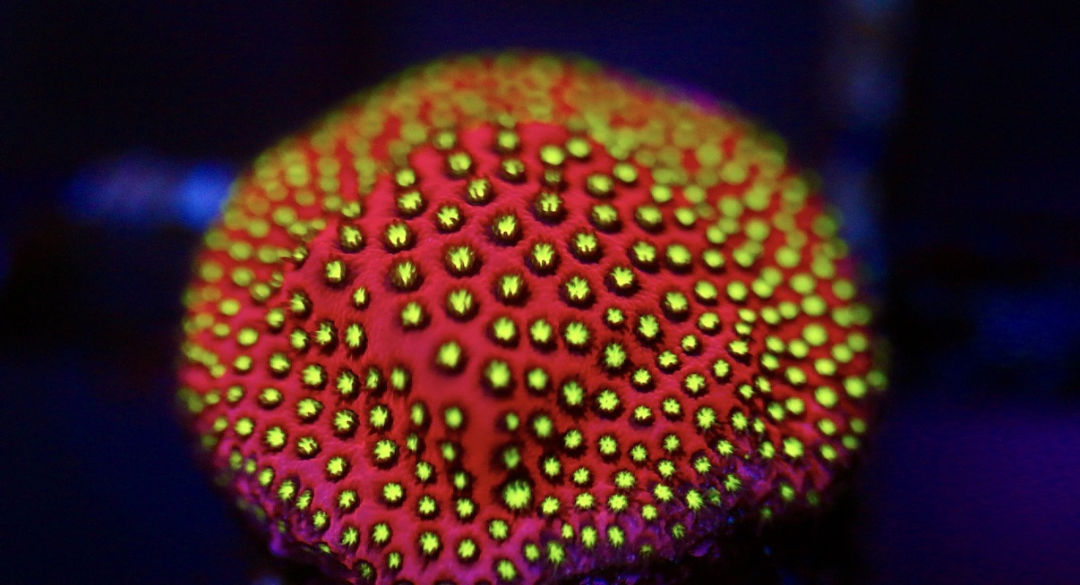 WWC Electric Daisy Stylocoeniella