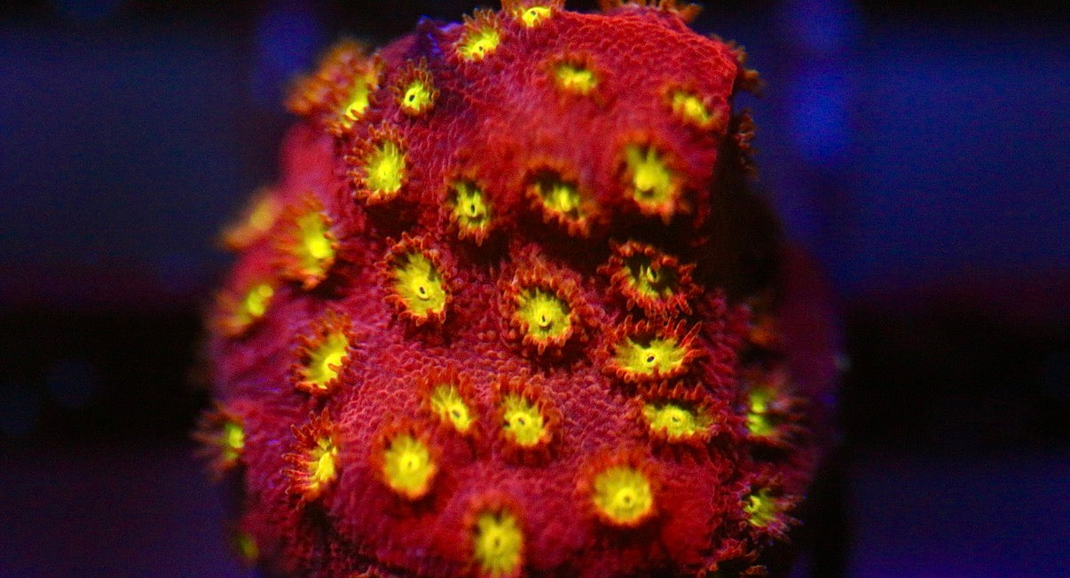 Bling Bling Cyphastrea
