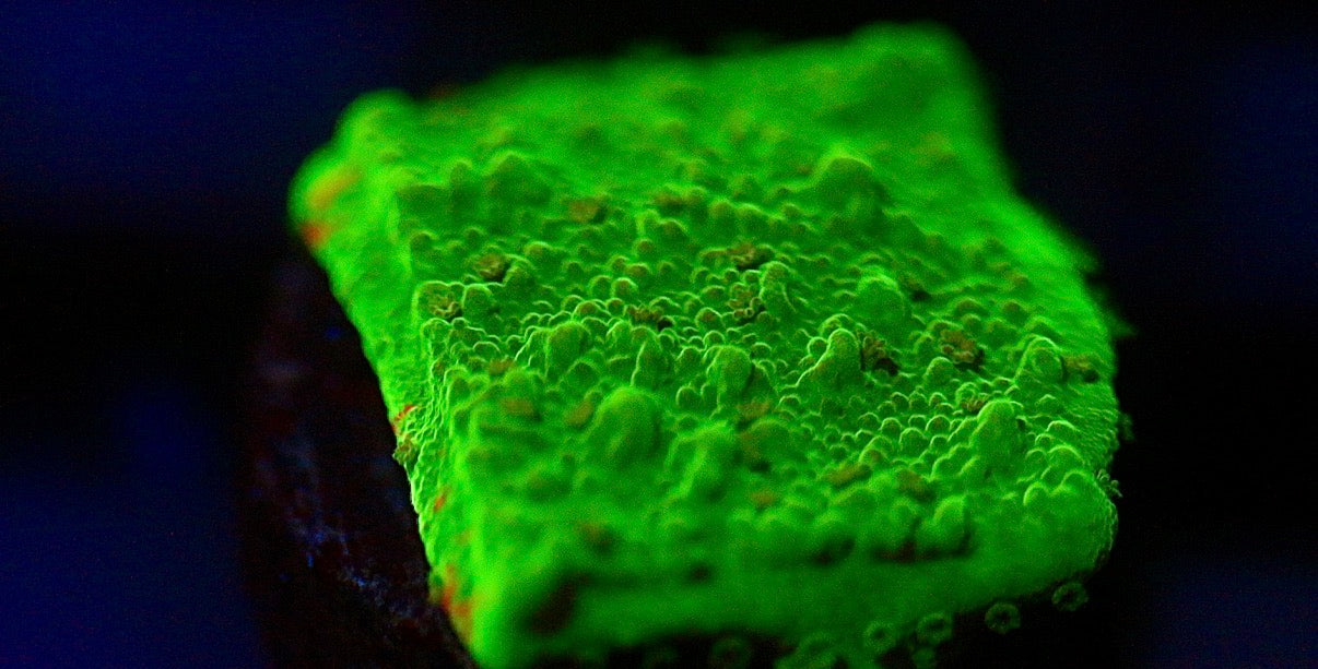 Green Montipora