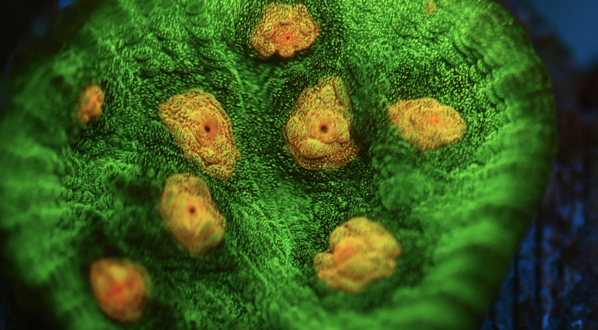 Raja Rampage Chalice