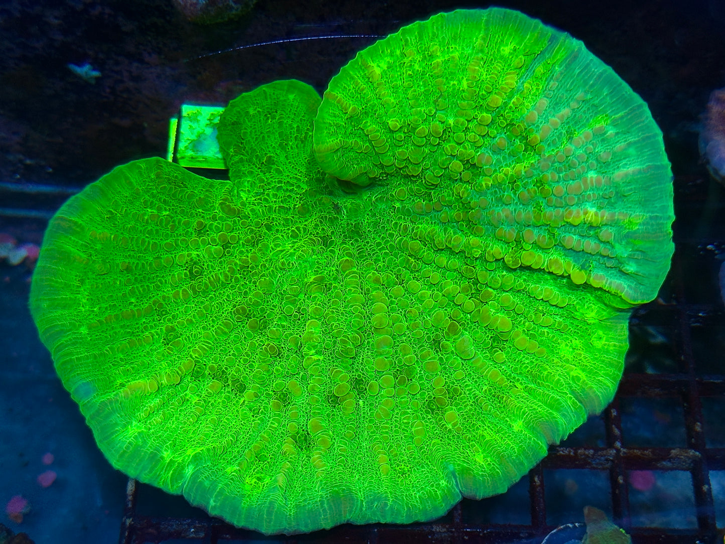 Green Bouncing Chalice