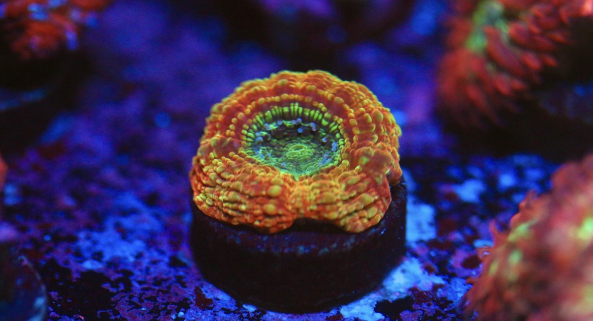 BSA Superstition Blasto