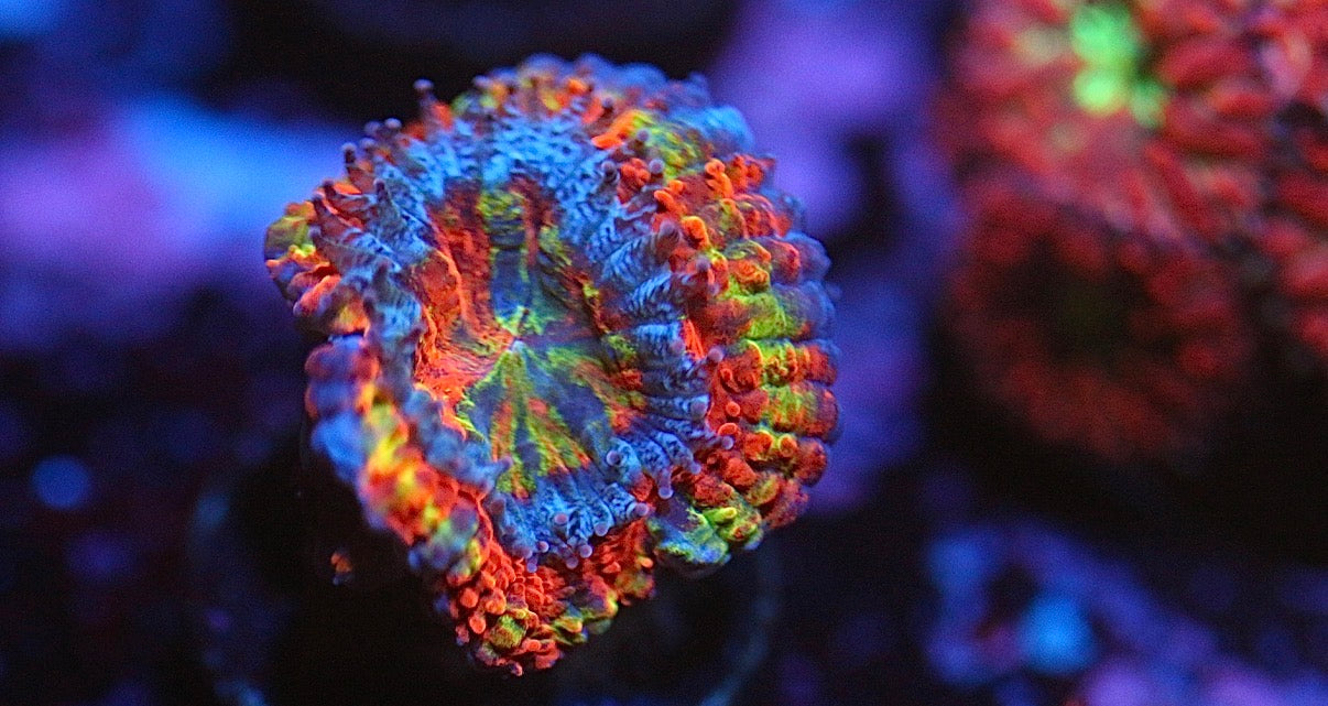 CCC Rainbow Acan