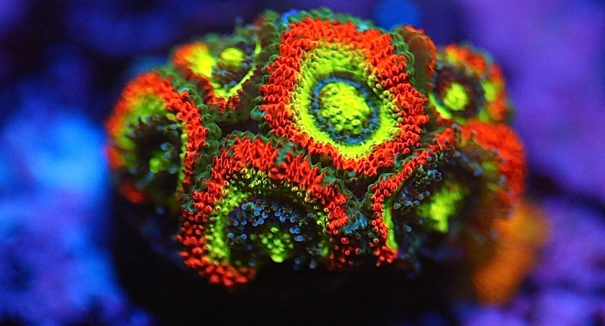 Holy Grail Micromussa