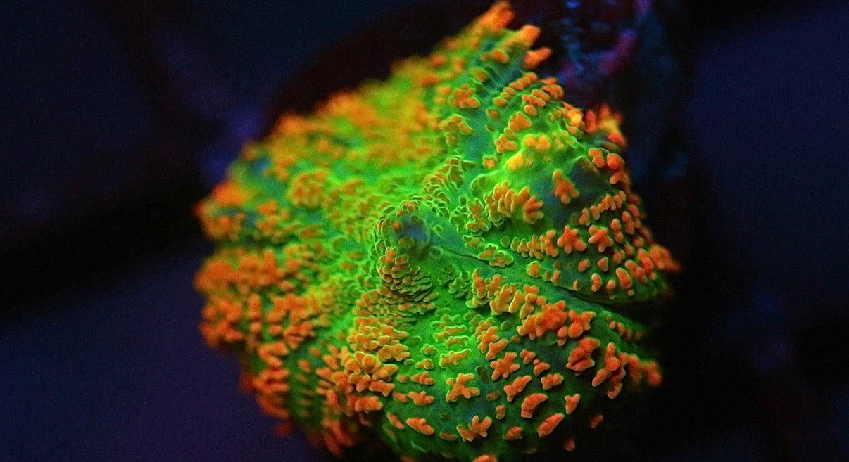 Tequila Sunrise Mushroom