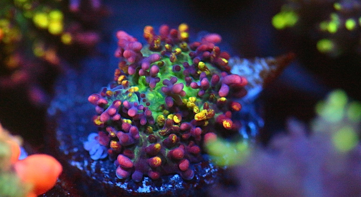 Magic Carpet Mushroom