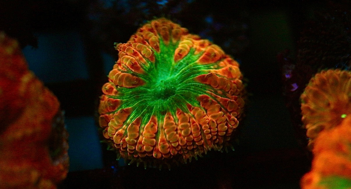 Blue and Pink Blasto