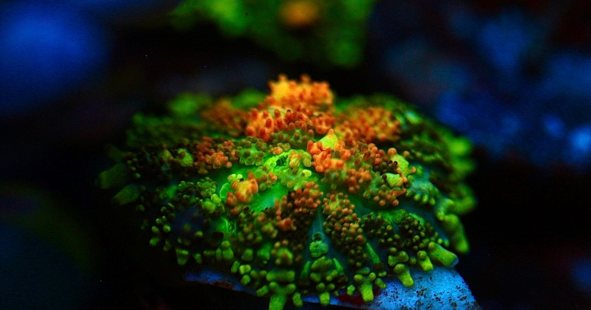 Powerball Bounce Mushroom