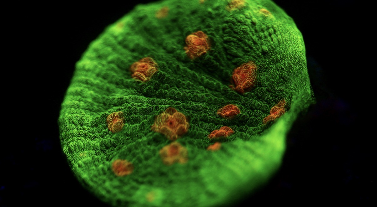 Space Invader Chalice