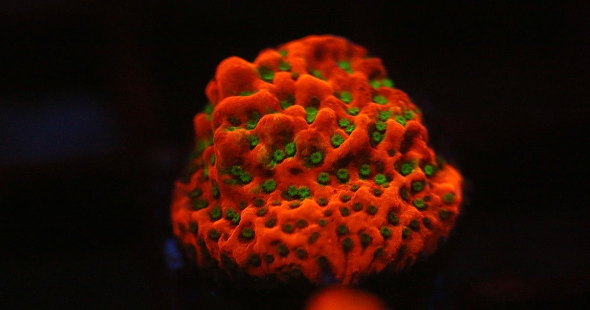 Tropical Thunder Montipora