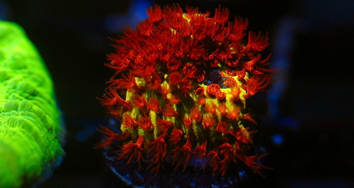 Burning Banana Stylocoeniella