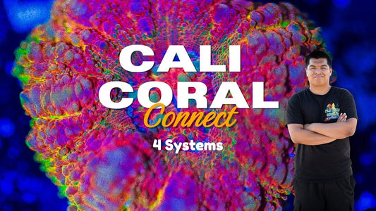 Welcome to Cali Coral Connect — Cali Coral Connect YouTube video
