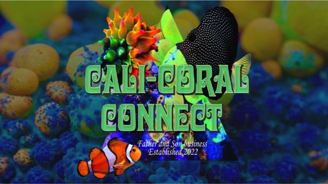 Our Feeding Routine — Cali Coral Connect YouTube video