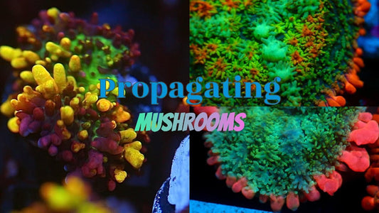 Mushroom Coral Propagation — Cali Coral Connect YouTube video