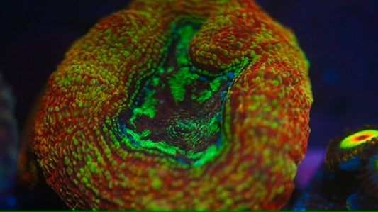 BSA Superstition Blasto