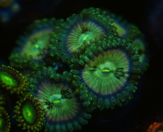 Hawaiian Ding Dangs Zoa