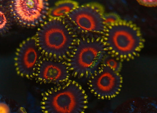 Eagle Eye Zoa (Stock)