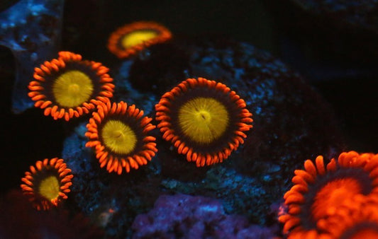 Mandarin Orange Zoa
