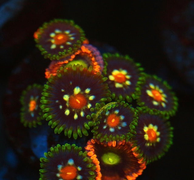JF Stargazer Zoa