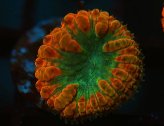 Blue and Pink Blasto