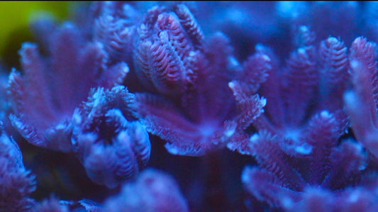 Red Sea Pulsing Xenia (Stock)