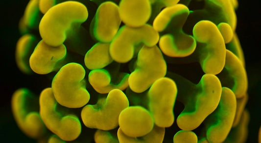 Holy Grail Hammer (Stock)