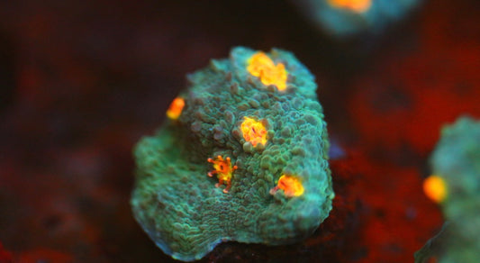 Miami Chalice (Stock)