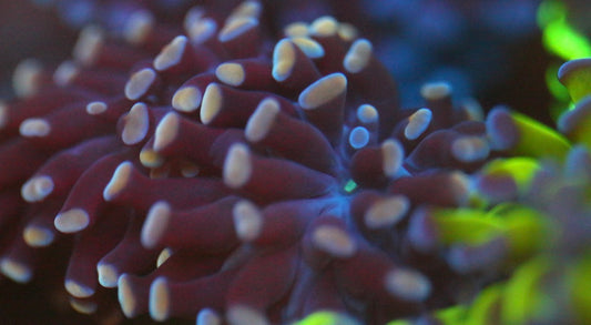 Purple Hammer (Stock)