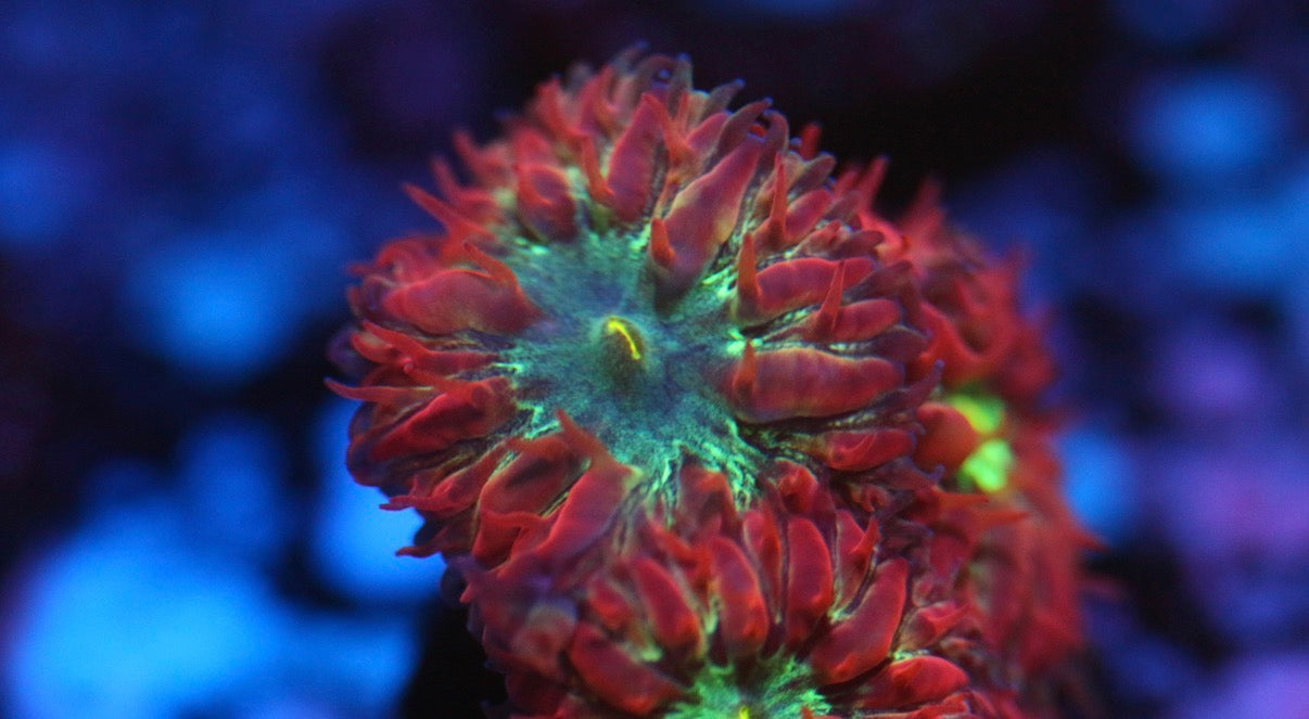 UC Azure Sky Blasto (Stock)