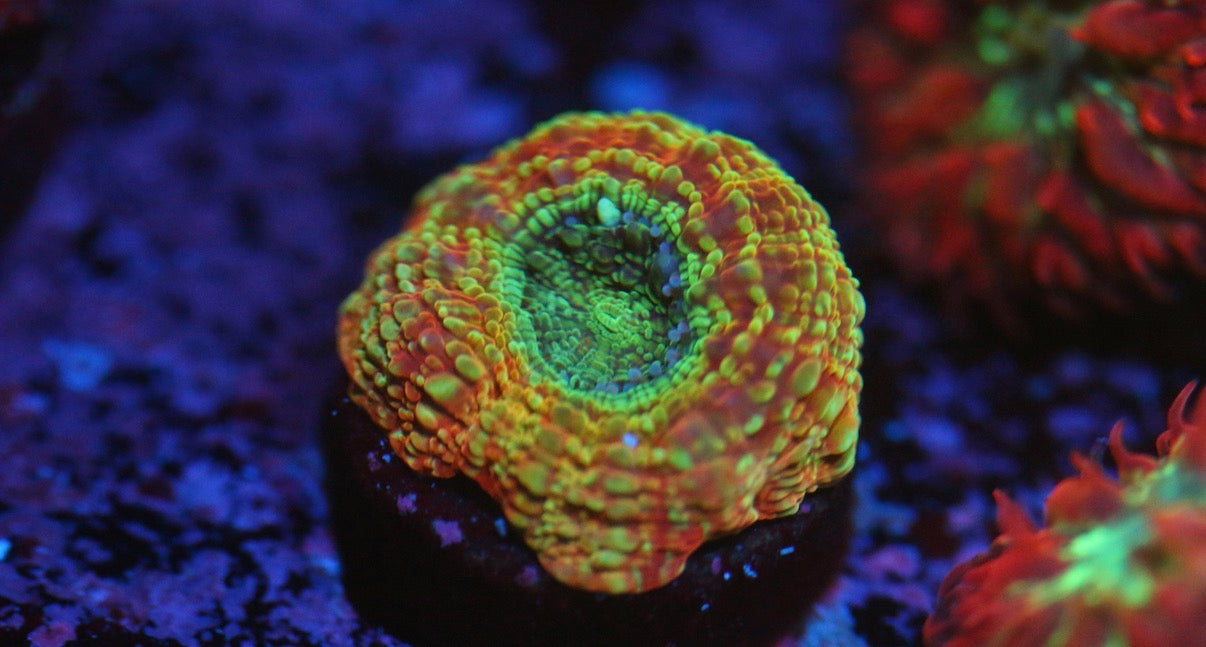 BSA Superstition Blasto