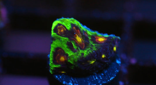 Anti-Venom Favia (Stock)