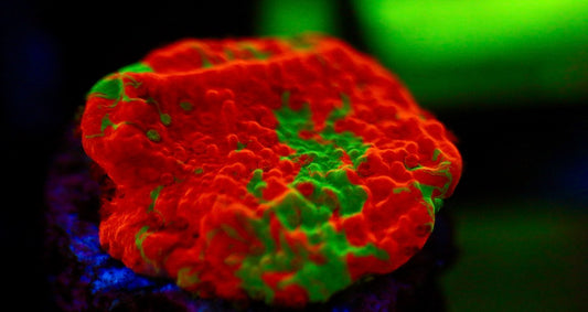 Grafted Montipora