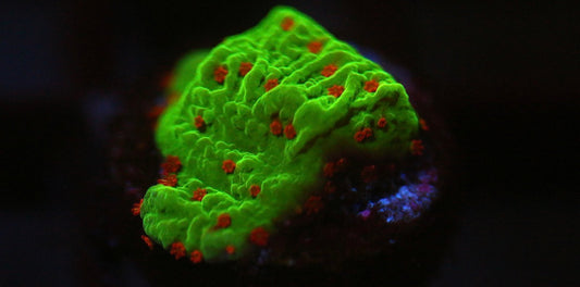 Seasons Greeting Montipora (Stock)