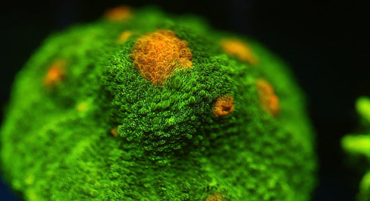 Space Invader Chalice (Stock)