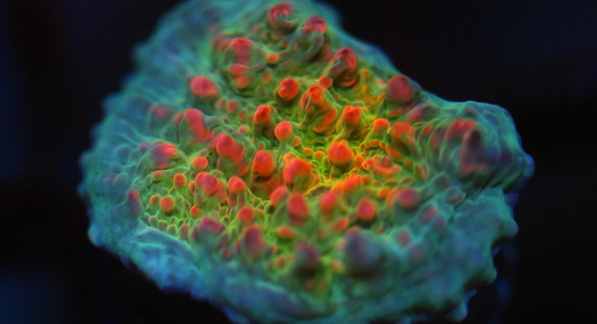 CCC Cupping Skittles Chalice (Stock)