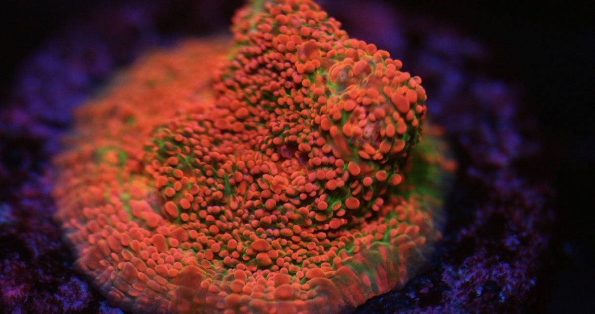 CCC Pink Spot Chalice