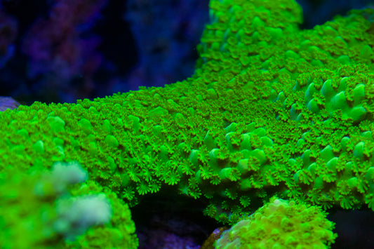 Acropora más delgada verde