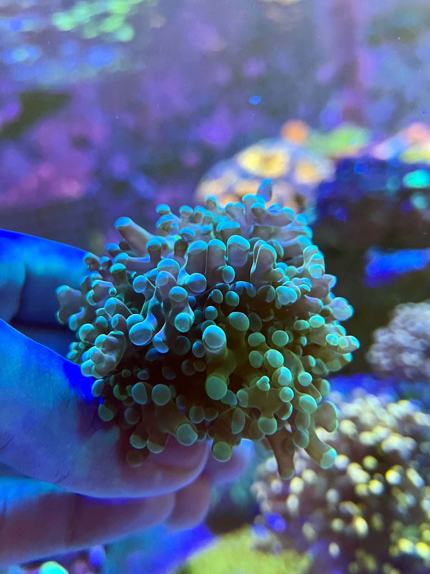 Green Frogspawn