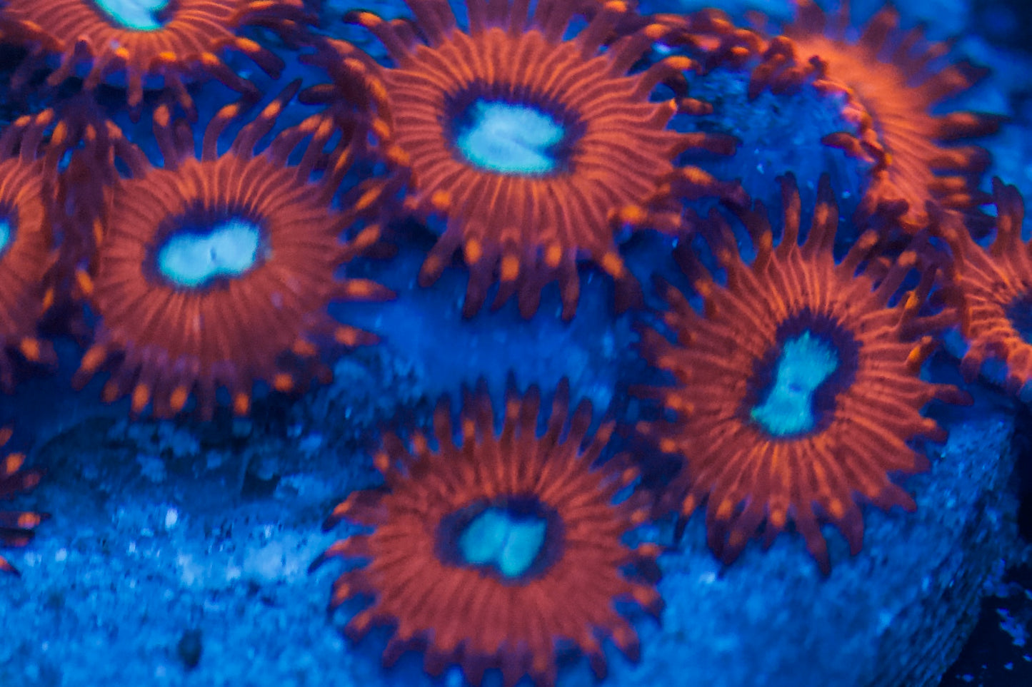 Charmander Zoa (Cut to order)