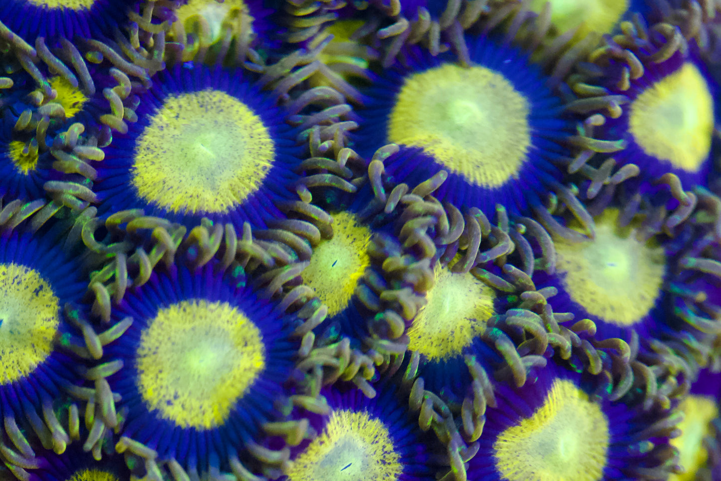 King Midas Zoa