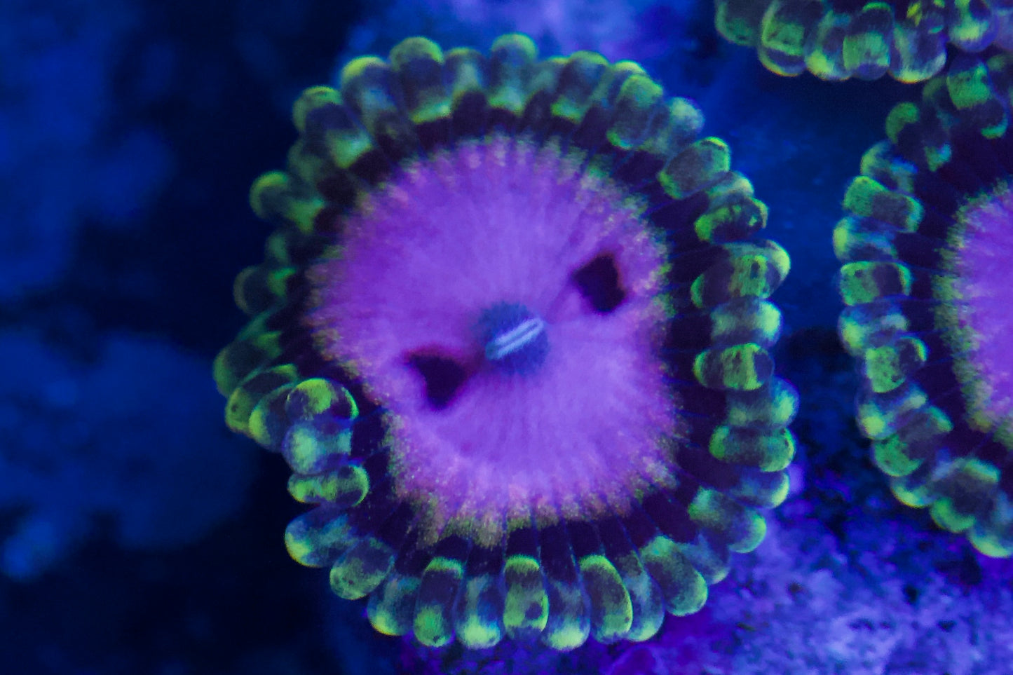 Pink Diamond Zoa