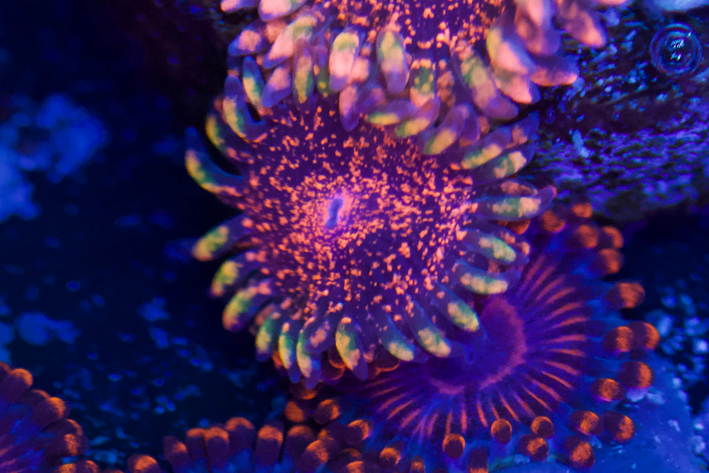 Dayglow Volcano Zoa