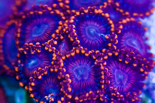 Zoa Twizzler