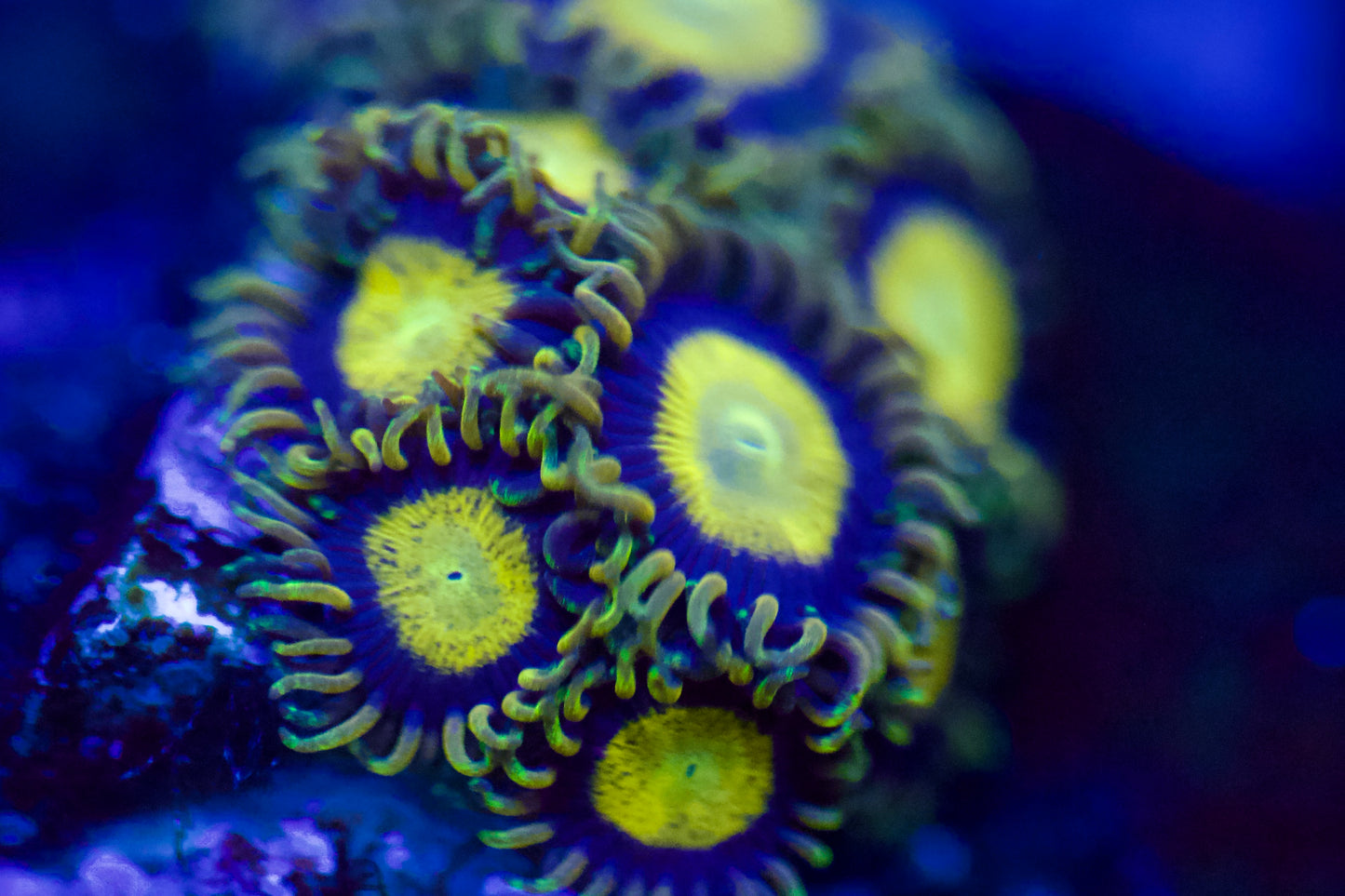 King Midas Zoa