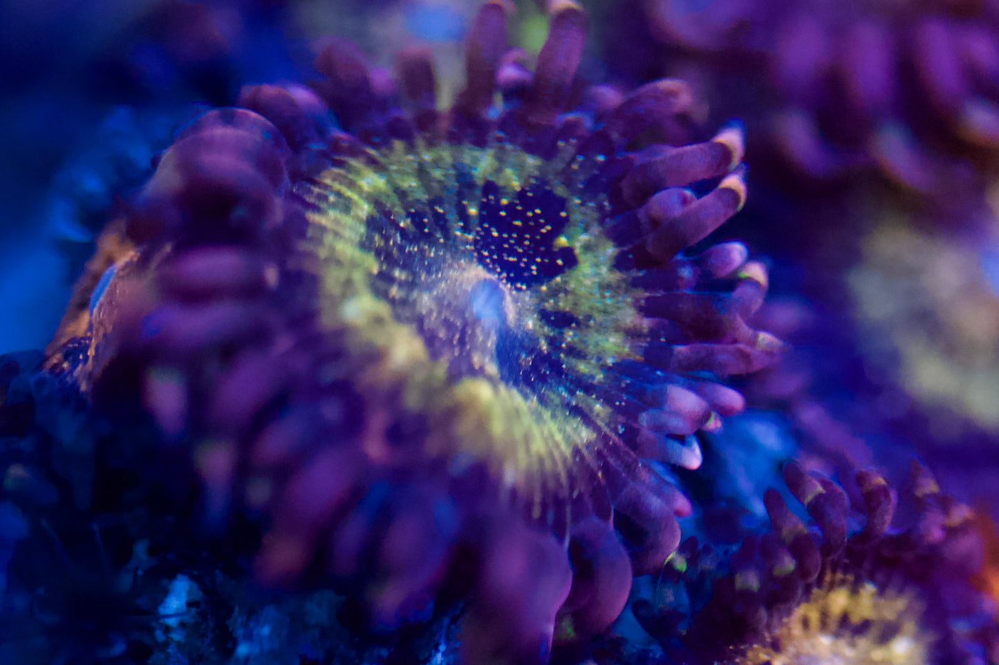 WWC Pandora Zoa 