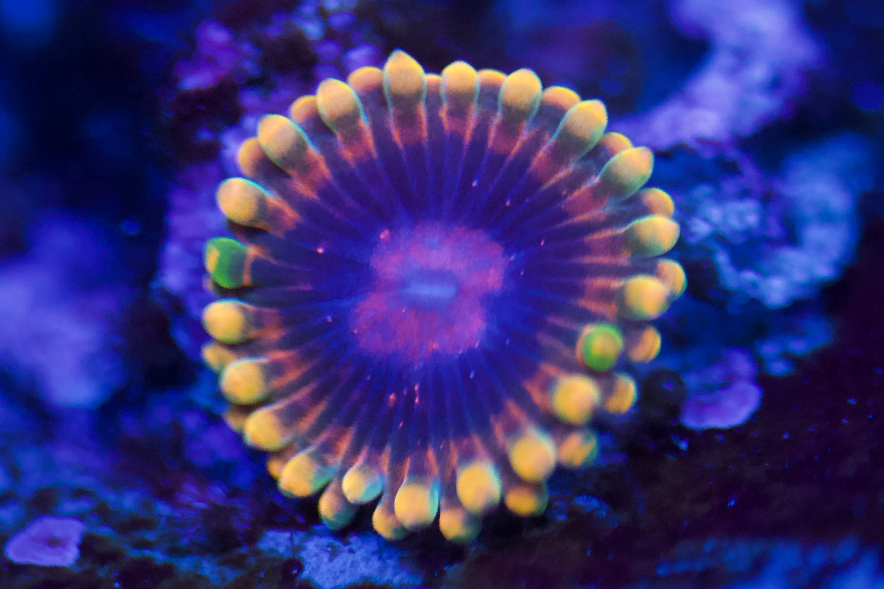 Jedi Mind Trick Zoa – Cali Coral Connect