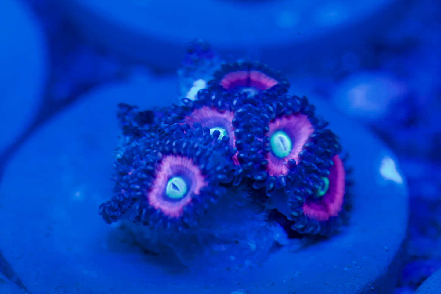 Pink Zoanthids